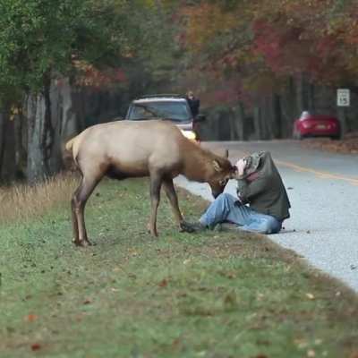 🔥 Elk wants to Rut with Photographer🔥