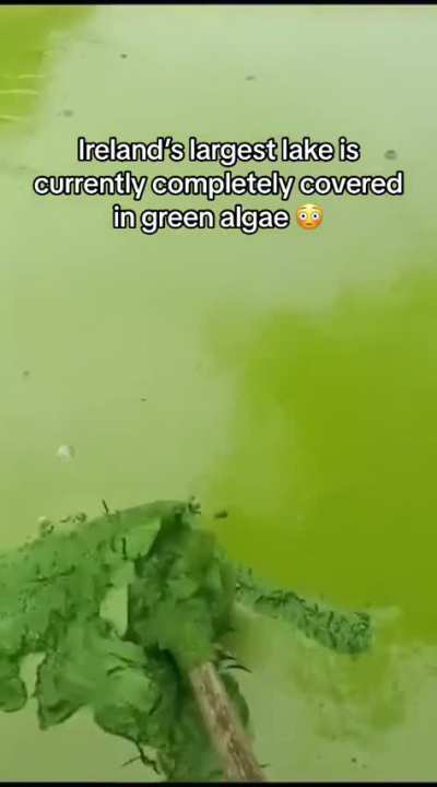 This lake in Ireland is completely covered in thick algae