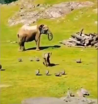 Baby elefants are cutee