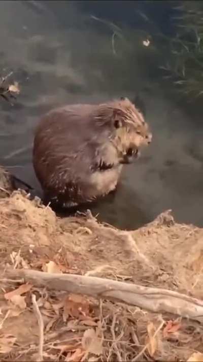 Taking a morning bath