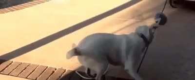 woof_irl