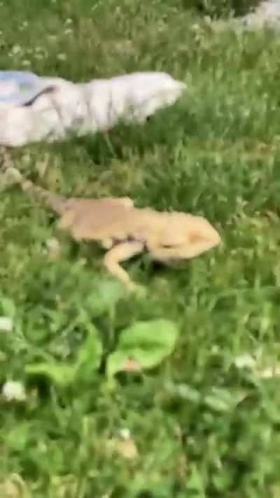He thinks the outdoors belong to him 🤷🏼&zwj;♀️
