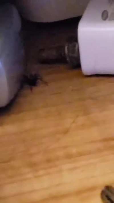 Guys, it's still roaming around