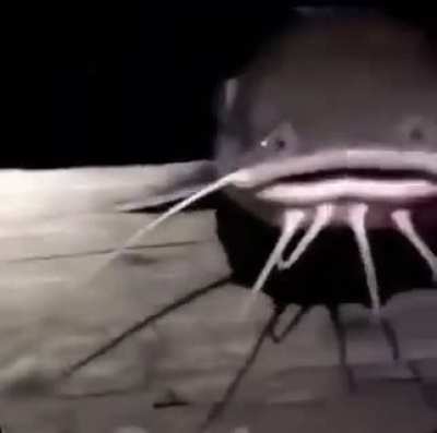🐈Catfish In The Night🐟