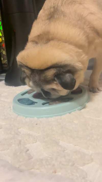 11 year old pug vs puzzle Trying to keep her mind sharp, but this puzzle drives her crazy🤣🤣🤣