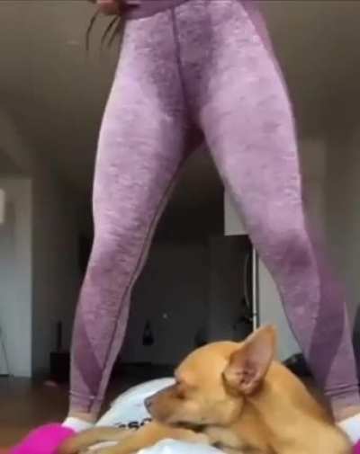 Yoga Time 🐶