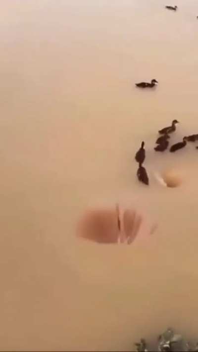 Dive, dive, dive!!!