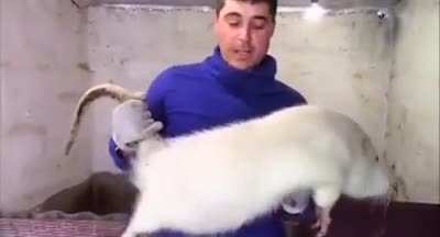 Fed rat 1