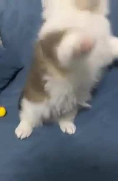 Today, Koki learned how to shake hands