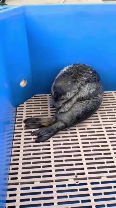 Little sleepy seal))