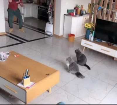 Using powerful chi force against defenseless cats
