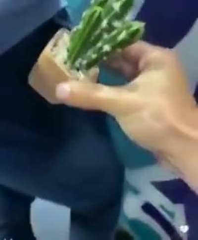 prickle rick