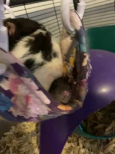 Rattie reconsiders life