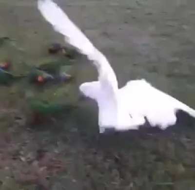 Aussie &lsquo;jerkbird&rsquo; cockatoo doing what it does