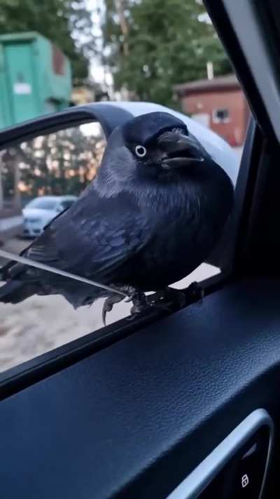 Birds like "I only need a ride" 😂