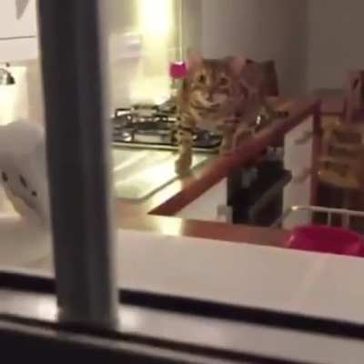 ninja cat