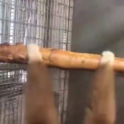 Monkey