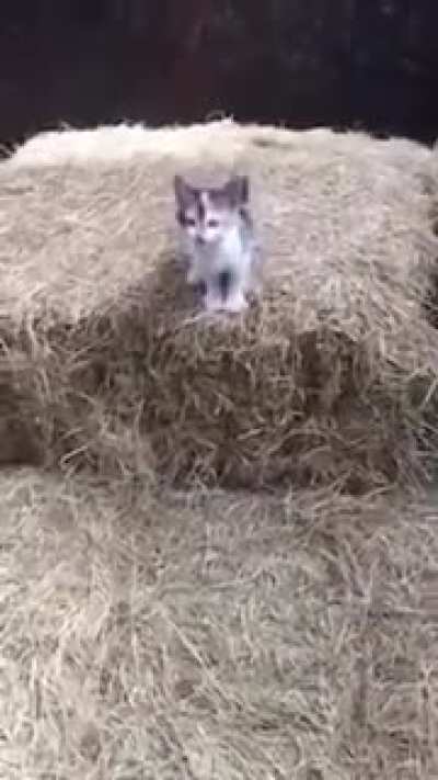 "Muuuuum! Witness meeeee!"