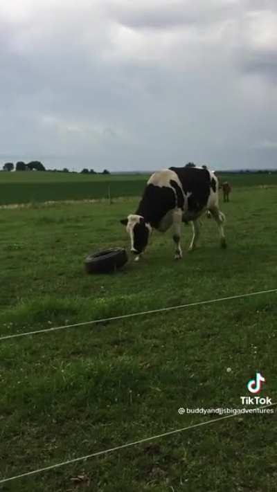Cow puppy