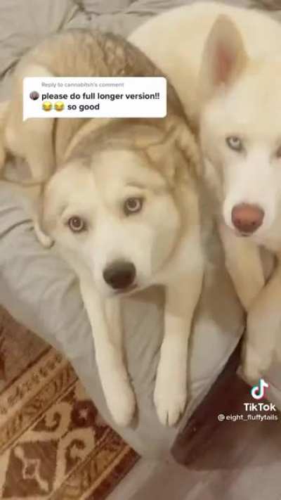 Couch pupper math