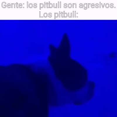 El video del perro no es mio, solo agregu&eacute; lo de los pitbull