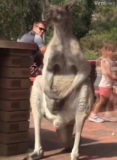 🔥 Kangaroo subtly and discretely scratching it's testicles in public.