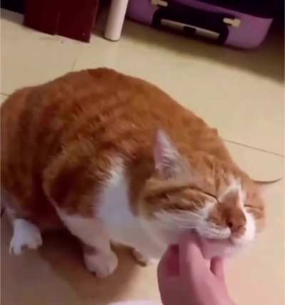 The good boy