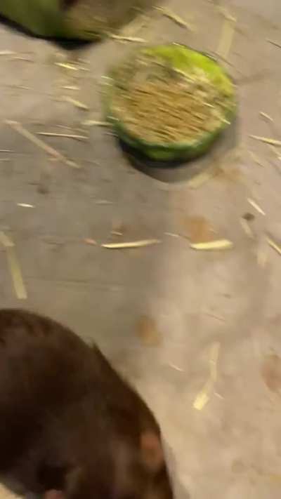 Hungry Hogs