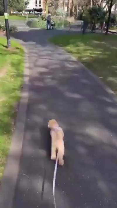 Just a tiny toy poodle out there making the biggest friends possible.
