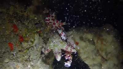 Harlequin shrimp use their spatula-like claws to pry starfish off rocks, snip off all the starfish&rsquo;s &ldquo;feet&rdquo; so they can&rsquo;t crawl away, and then feed on the arms. They will eat the arms down to the &ldquo;body&rdquo; allowing the arms to regenerate, keeping the starfis