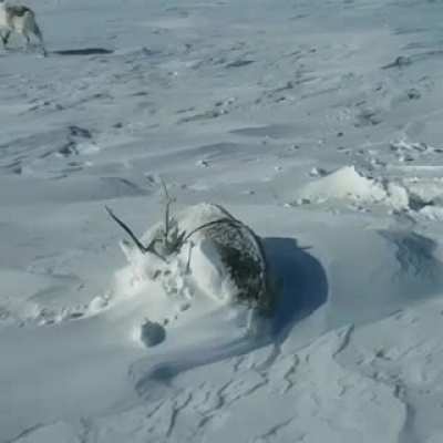 Спят усталые олени