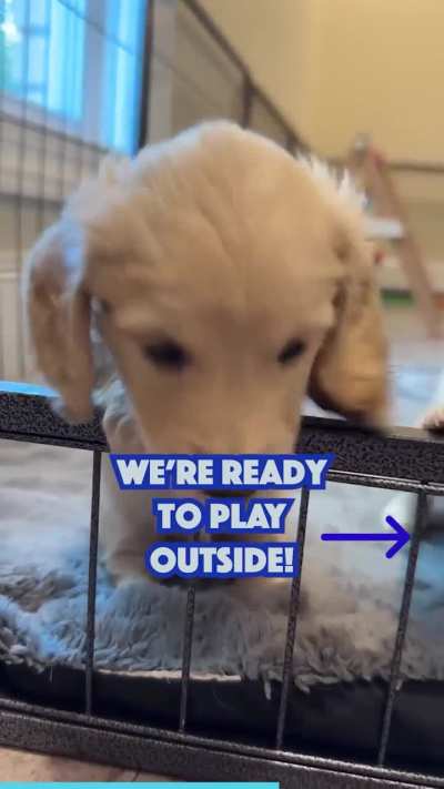Adorable Puppy Siblings Love To Play Together!