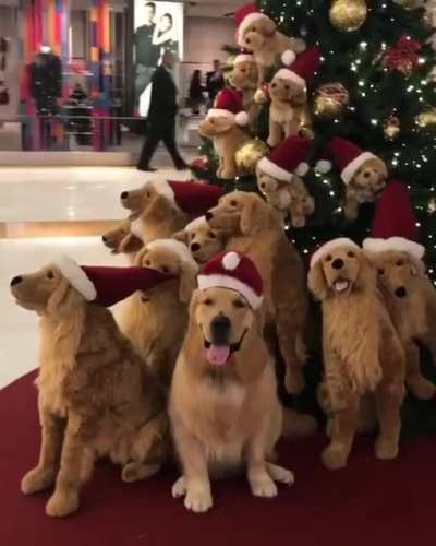 Guess I&rsquo;m a fake dog now