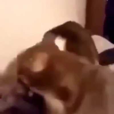 A perfectly cur scream for you