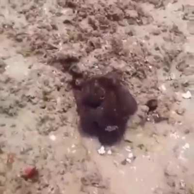 Octopus Changing It's Color