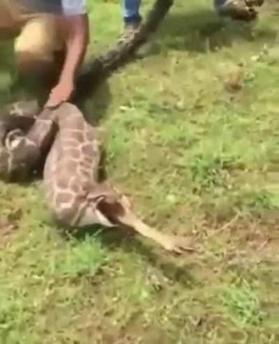 Кусь...