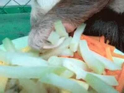 Slowbears grown in captivity become so decadent that they must be spoonfed or else they would starve to death.