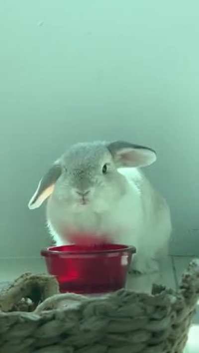 Bunnies are destructive little beings. Sometimes they drive us nuts. But sometimes when they just sit there, munching their hay under the sun-lit window, one can disregard everything else and just smile. :)