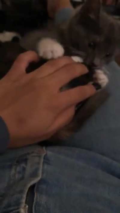Meow