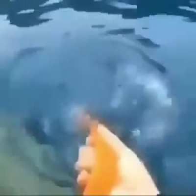 Holesome