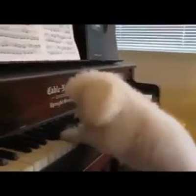 The best musician of all time