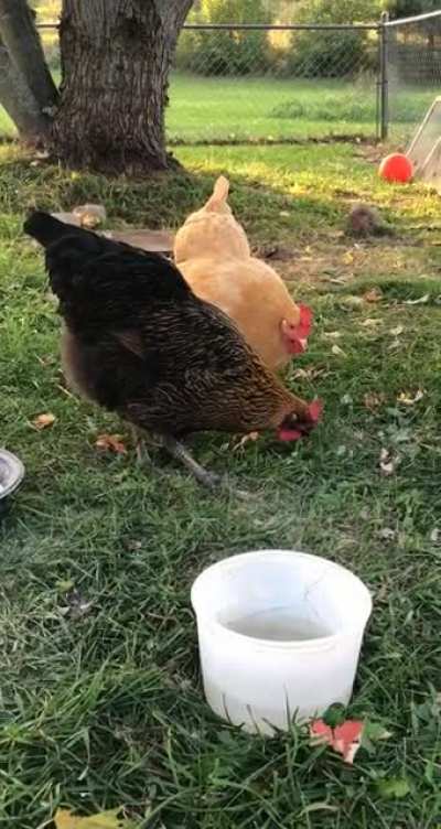 My chickens, Puff (black and gold) and Dumpling (big buff one) rebooting because the food “disa<wbr>ppear<wbr>ed”.