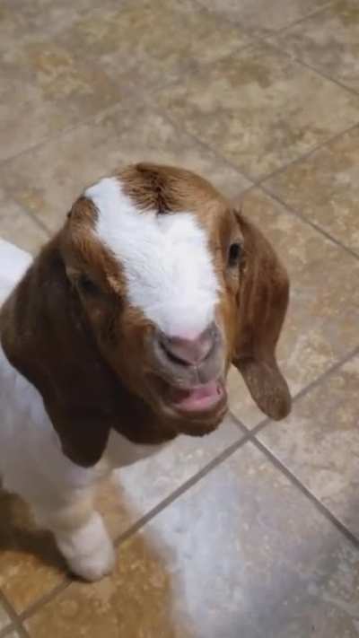 Cutest looking dog