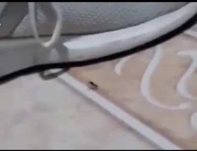 :o HORMIGA TRUCO
