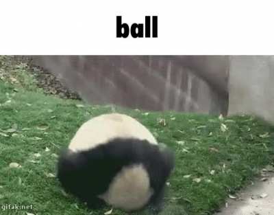 Ball, i like ball, Ball likes me. Does ball like u ?