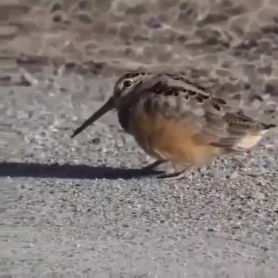 Funky birb