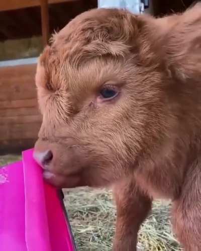 Sweet baby