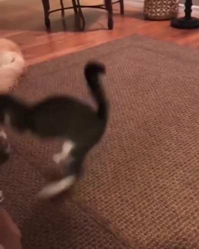 Cat.