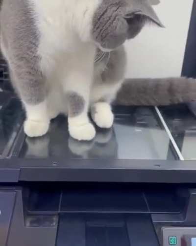 Copying kitty beans