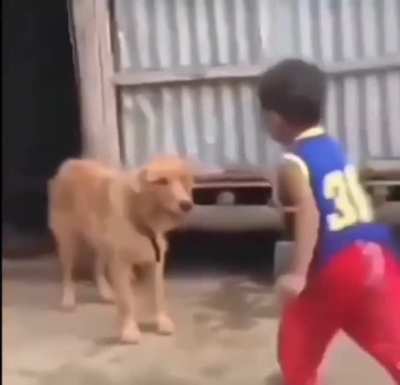 dont kick dogs